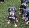 Ultimate Doberman puppies for sale