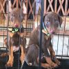 Dobe Male Brown and Tan American for sale