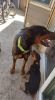 Doberman puppies for sell