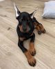 12 weeks old DOBERMAN puppies .They are very friendly and needs to be