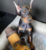 12 weeks old DOBERMAN puppies .They are very friendly