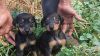 Doberman pinchar male puppy if for sell