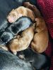 HEALTHY PUPPIES FOR SALE