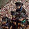 Adorable doberman puppies for adoption