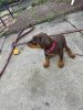 I have 2 female Dobermans that’s are 1.5 months old