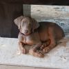 Doberman Puppy for sale