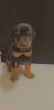 Doberman puppies for rehome