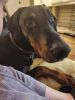 Almost 1yr old male doberman for sale