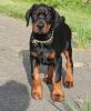 Male and Female Doberman Pinscher Puppies For Sale