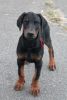 Cute and Loving Male and Female Doberman Pinscher For Sale