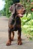 Gorgeous Male and Female Doberman Pinscher Puppies For Sale