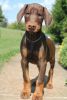 Decorated Male and Female Doberman Pinscher Puppies For Sale