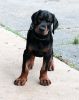 Registered Male and Female Doberman Pinscher Puppies Ready Now