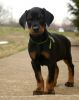 Experienced Male and Female Doberman Pinscher Puppies For Sale