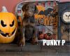 Punky P red & rust Female