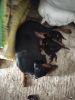 Doberman puppy available in Chennai.