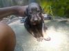 Excellent quality black color doberman pup