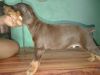 SUPER QUALITY DOBERMAN PUPPIES FOR SALE