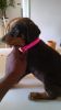 Akc doberman puppies ready for their new homes now