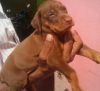 doberman puppy available