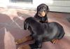 Beautiful Doberman Pinscher Puppies Available
