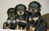 Doberman Pinscher Puppies now Available