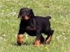 Charming Doberman Puppies Available