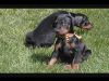 Red Doberman puppies looking for rehoming