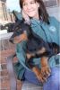 Doberman Pinscher Available For Good Homes