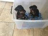 K.c. Reg Dobermann Puppies