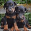 European Doberman Puppies