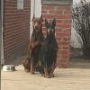 10 Doberman puppies for sale