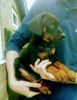 Stunning Dobermann Puppies For Sale