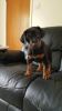 We have male and female doberman puppies for sale