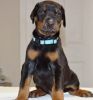 Adorable trained doberman pinscher puppies available for sale $400