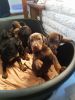 Cute male and female Dobermann puppies for stud