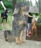 Black with red rust doberman puppy