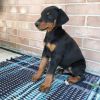 House trained male and female Doberman Pinscher Puppies