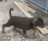 Truly Outstanding Dobermann Puppies