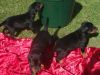 Torcheney Dobermann Puppies - Ready Today