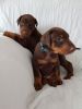 Registered Dobermann Puppies For Sale