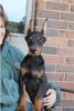 Doberman Pinscher Puppies Available For You Now