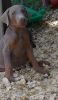 Fawn and blue doberman puppies