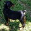 DOBERMAN PINSCHER MALE AND FEMALES AVAILABLE