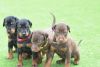 Doberman Pups From Health Tested Parents