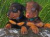 Top Quality Doberman Pinschers Available