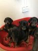Stunning Doberman Puppies for sale