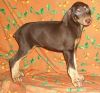 Beautiful Doberman Pinscher Puppies For Sale