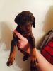 Doberman Pups Available Trust Kennel