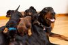 Pedigree Registered Dobermann Puppies for sale
